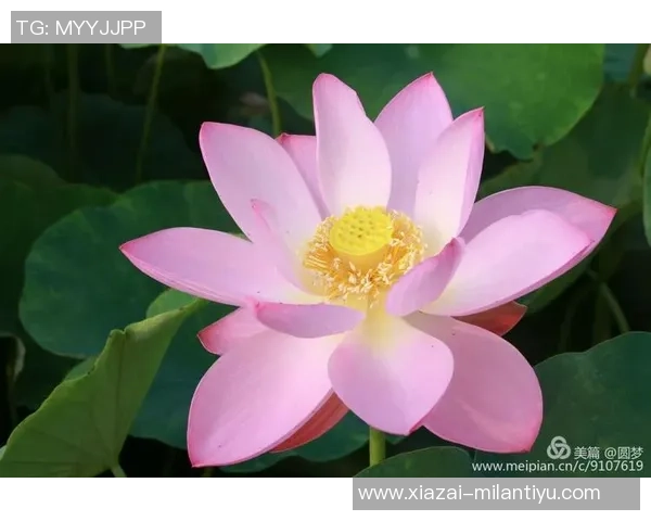 追梦之路:马克威廉姆斯的温和外表与不屈斗志的完美结合 追梦之路:马克威廉姆斯的温和外表与不屈斗志的完美结合